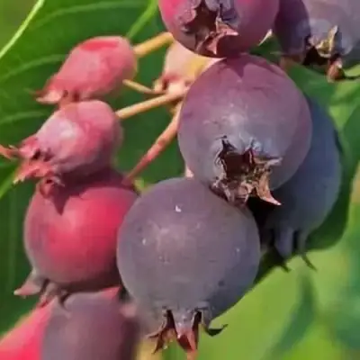 Ирга MANDAN в Фаниполе