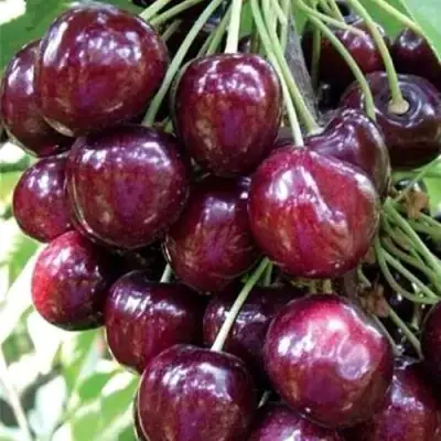 Черешня СИЛЬВИЯ колоновидная в Фаниполе