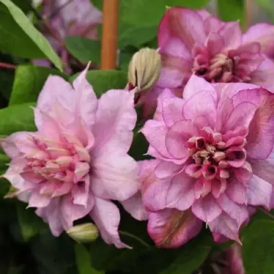 Клематис ИННОСЕНТ ГЛАНС в Фаниполе