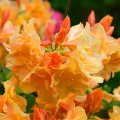 Азалия ЧАРДАШ листопадная в Фаниполе