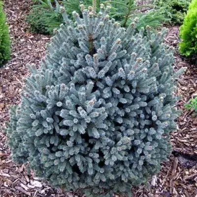 Ель НАНА сизая в Фаниполе