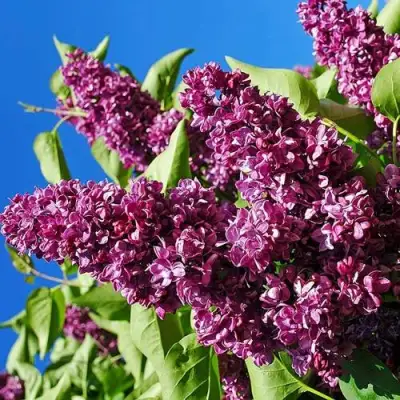 Сирень ЧАРЛЬЗ ДЖОЛИ в Фаниполе