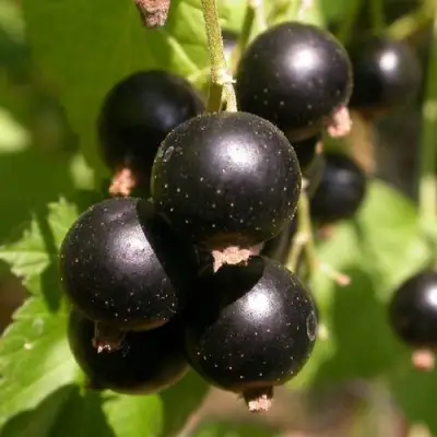 Смородина чёрная БИНАР в Фаниполе