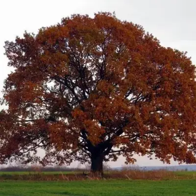 Дуб скальный в Фаниполе