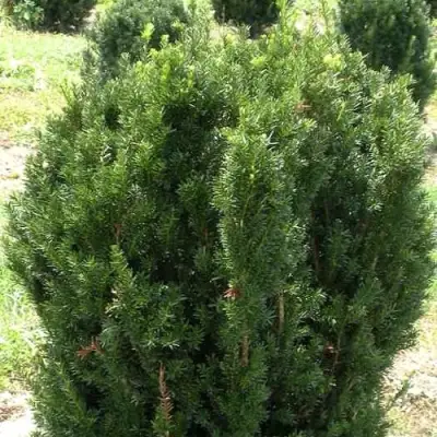 Тис ХИКСИ средний в Фаниполе