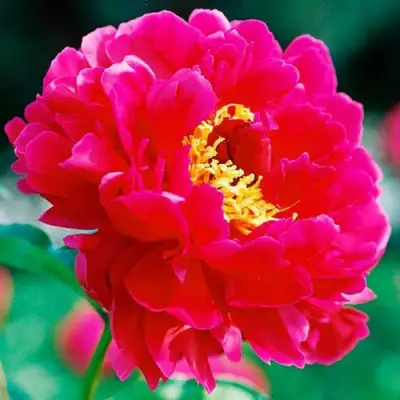 Пион ХРАБРЫЙ ВОИН травянистый в Фаниполе