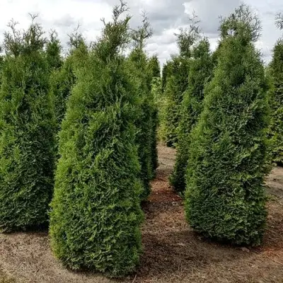 Туя ХОЛМСТРУП западная в Фаниполе