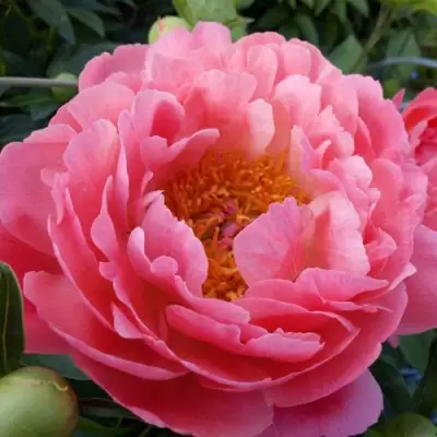 Пион КОРАЛ САНСЕТ травянистый в Фаниполе