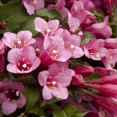 Вейгела ФЛОРИДА в Фаниполе