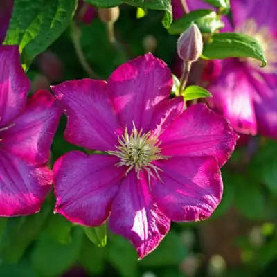 Клематис КАРМЕНСИТА в Фаниполе