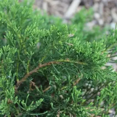 Можжевельник РОКЕРИ ДЖЕМ казацкий  в Фаниполе