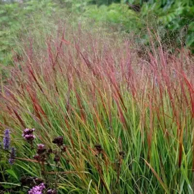 Просо РЕБРАУН прутьевидное в Фаниполе