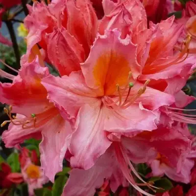 Азалия ПИНК ДЕЛАЙТ листопадная	 в Фаниполе