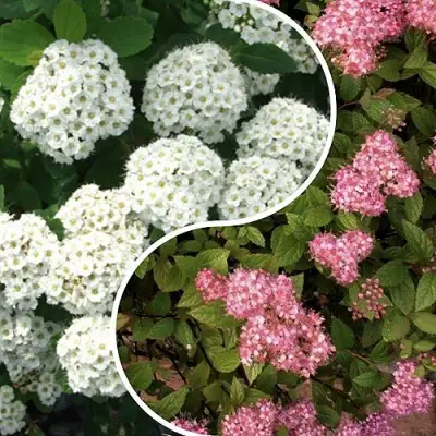 Комплект ТАЛАНТЛИВЫЙ САДОВОД в Фаниполе