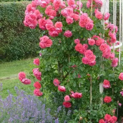 Роза РОЗАРИУМ ЮТЕРСОН плетистая в Фаниполе