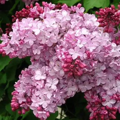 Сирень ЭСТЕР СТЕЙЛИ в Фаниполе