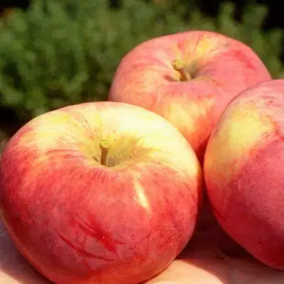 Яблоня ОРЛОВИМ в Фаниполе