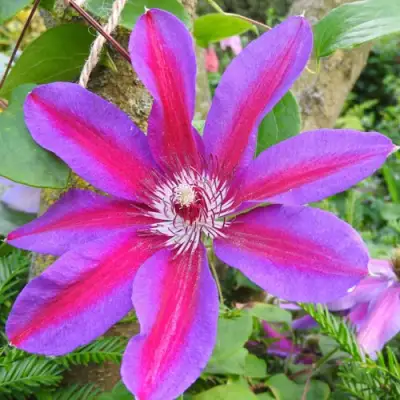 Клематис Акаиши