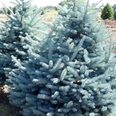 Ель ГЛАУКА колючая в Фаниполе