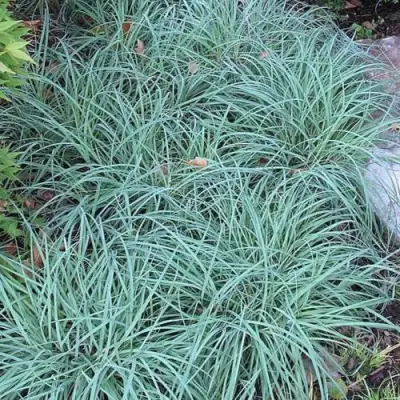 Осока БЛЮ ЗИНГЕР в Фаниполе