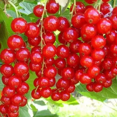 Смородина красная ФЕРТОДИ в Фаниполе