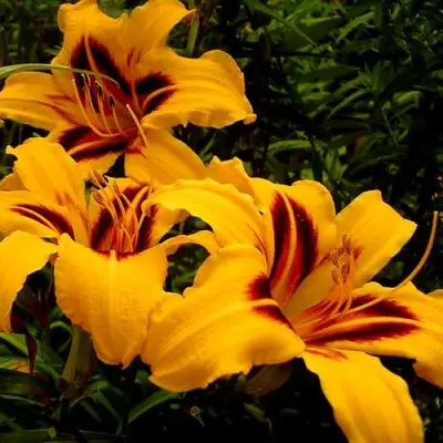 Лилейник БОНАНЗА гибридный в Фаниполе