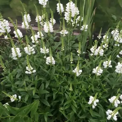 Физостегия АЛЬБА виргинская в Фаниполе