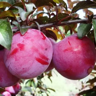 Слива ЛАМА в Фаниполе