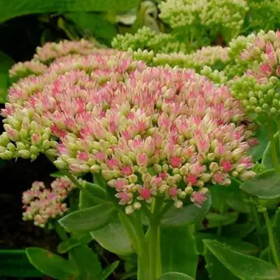 Очиток (седум) БРИЛЛИАНТ в Фаниполе