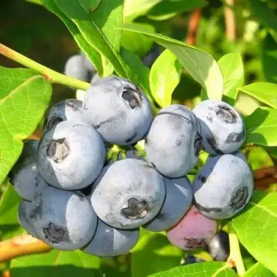 Голубика ЭЛИЗАБЕТ в Фаниполе