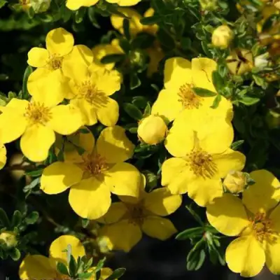 Лапчатка ХАКМАНС ГИГАНТ кустарниковая в Фаниполе