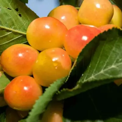 Дюк (черевишня) БЕЛОЧКА в Фаниполе