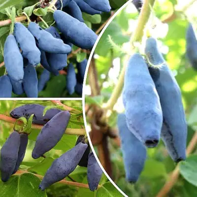 Комплект СЛАДКИЕ ХИТЫ в Фаниполе