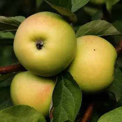 Яблоня ДАНИЛА в Фаниполе