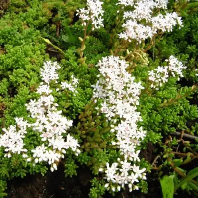 Очиток (седум) ХЛОРОТИКУМ белый в Фаниполе