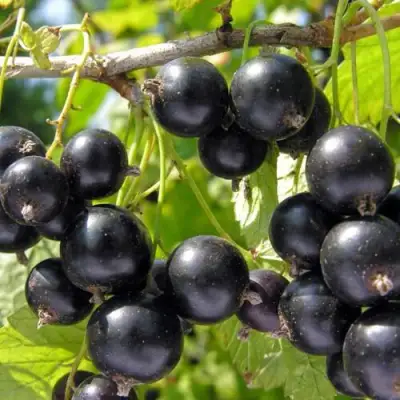 Смородина чёрная НЕСТЕР КОЗИН в Фаниполе