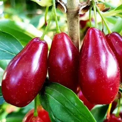 Кизил ВЛАДИМИРСКИЙ в Фаниполе