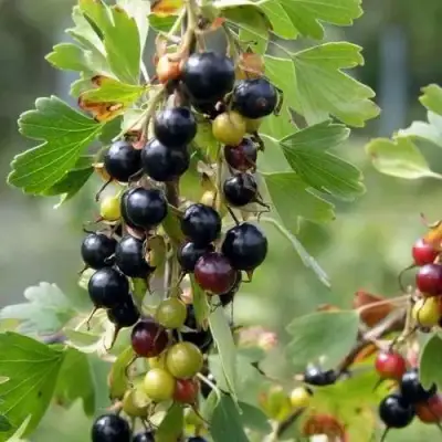 Смородина золотистая ПЛОТНОМЯСАЯ в Фаниполе