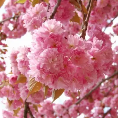 САКУРА  в Фаниполе