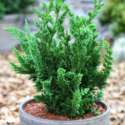 Кипарисовик ВИСЕЛЛИ лавсона в Фаниполе