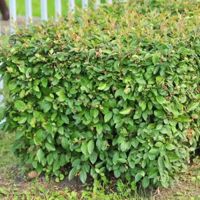 Кизильник блестящий в Фаниполе