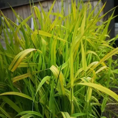 Фалярис АРКТИК САН тростниковый в Фаниполе