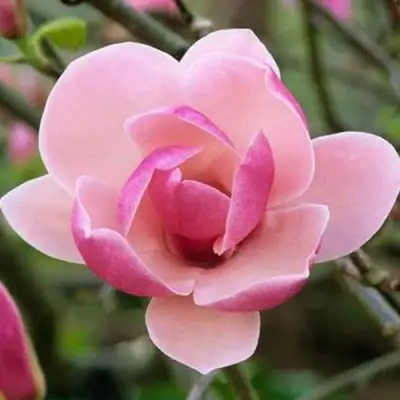 Магнолия РУСТИКА РУМБА в Фаниполе