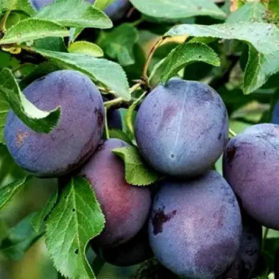 Слива ВЕНГЕРКА БЕЛОРУССКАЯ в Фаниполе