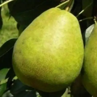 Груша ЛАГОДНАЯ в Фаниполе