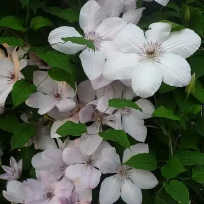 Клематис ИОАНН ПАВЕЛ 2 в Фаниполе