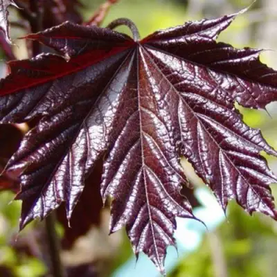 Клен КРИМСОН КИНГ остролистный в Фаниполе