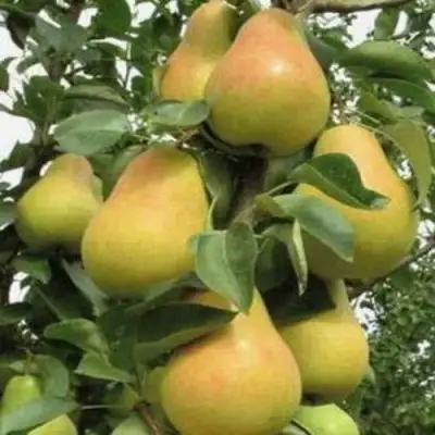 Груша ЛЮБИМИЦА ЯКОВЛЕВА в Фаниполе