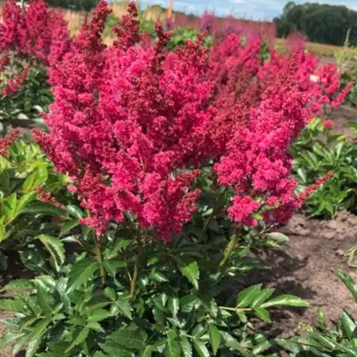 Астильба ЛАКИ ДЕЙ Арендса в Фаниполе