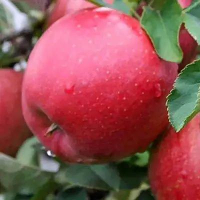 Яблоня ЧЕМПИОН в Фаниполе